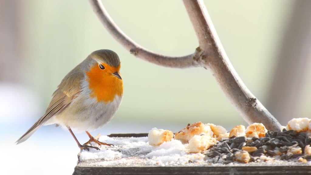 cultivating bird friendly spaces