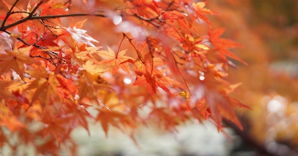 The Perfect Location for Your Japanese Maple