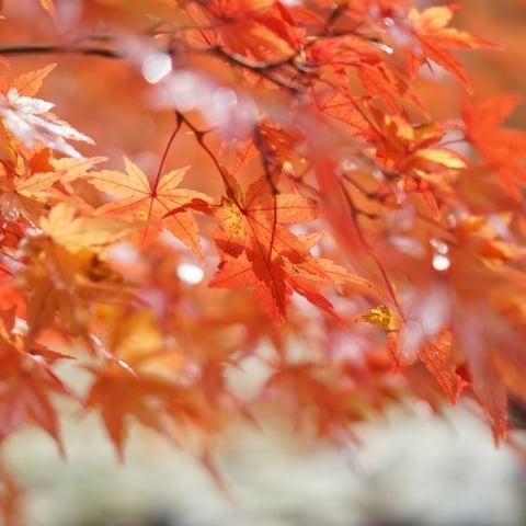 The Perfect Location for Your Japanese Maple