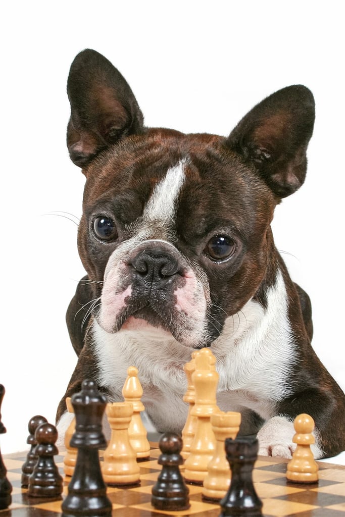 Boston Terrier Colors