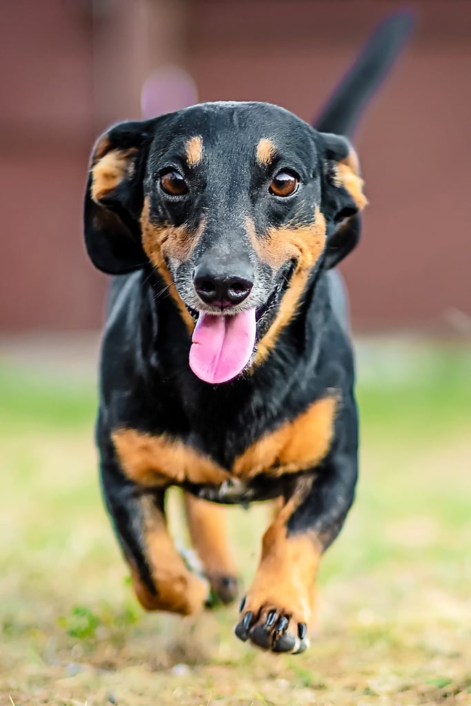Dachshund Dog running