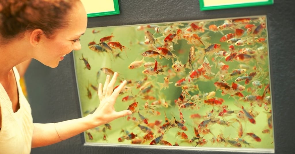 Wall mounted Fish Tanks