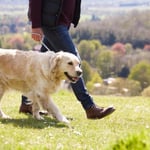 Are Golden Retrievers Loyal