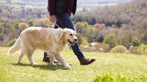 Are Golden Retrievers Loyal