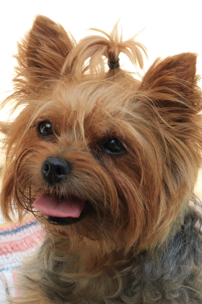 Yorkshire Terrier Cute