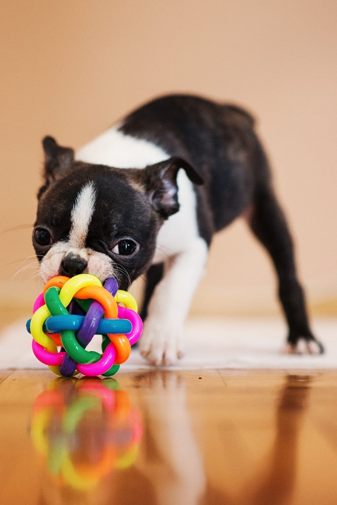 Playful Boston Terrier