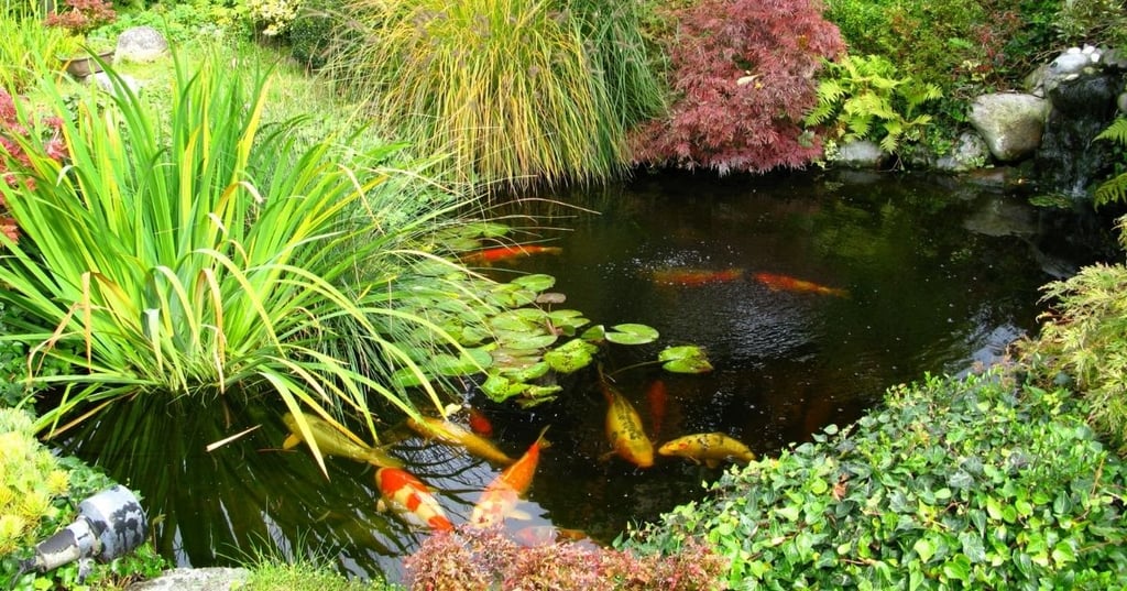 The Beauty of Koi pond