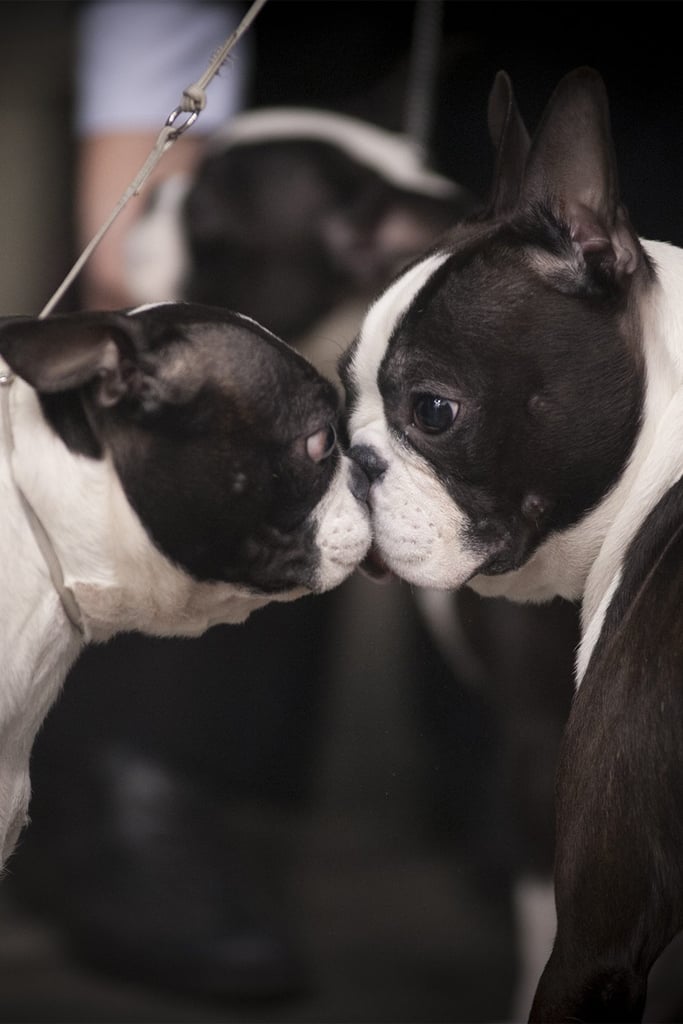 Cute Boston Terrier Funny