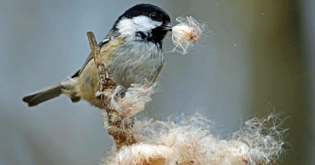 Safe nesting materials for birds