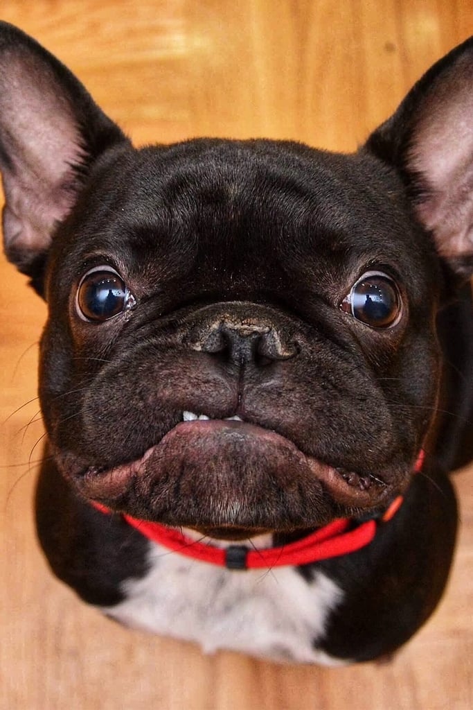 Grumpy French Bulldog