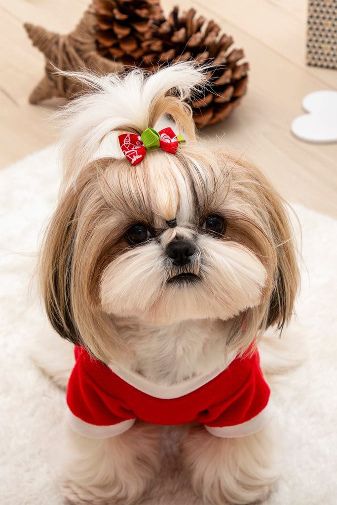 Shih Tzu Grooming Styles Teddy Bears