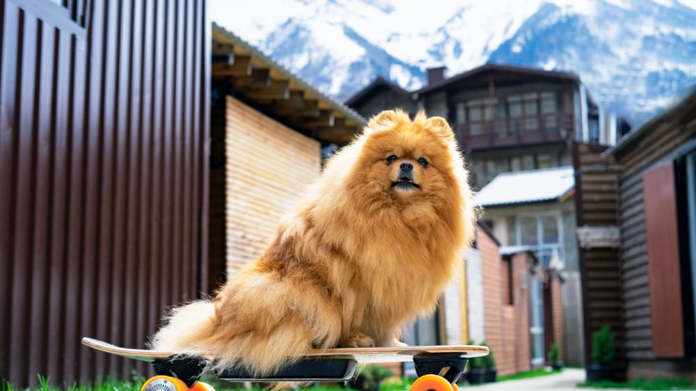 Cute Pomeranian Puppy On a Skateboard