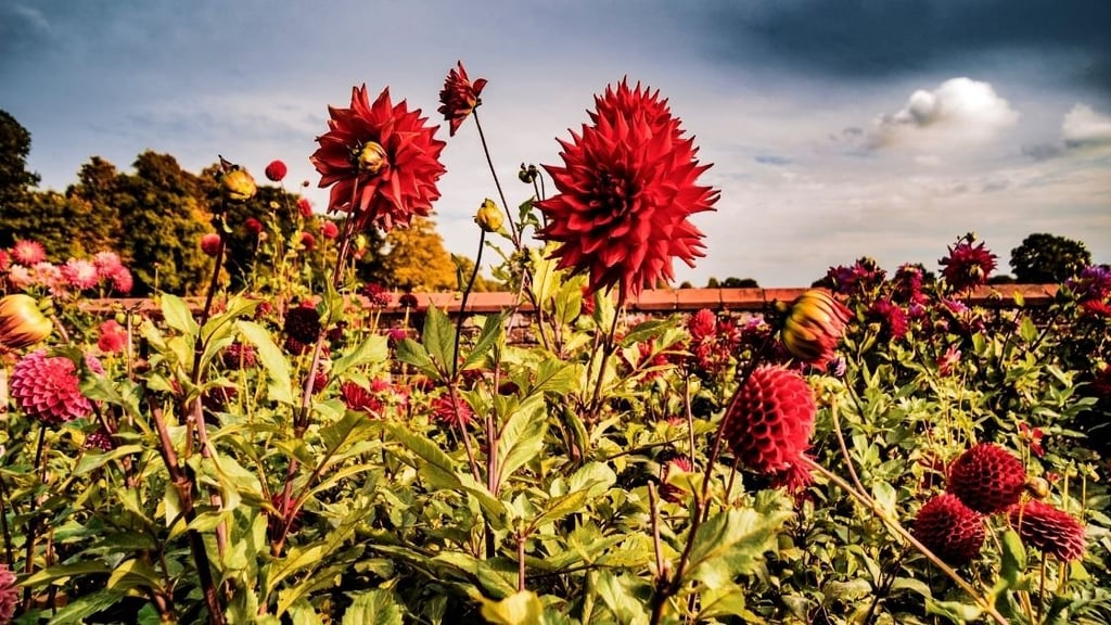 How often should you put Epsom salt on plants
