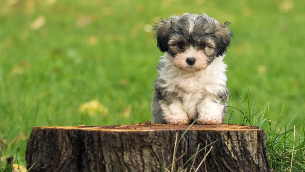 Happy Havanese Puppy On Stump