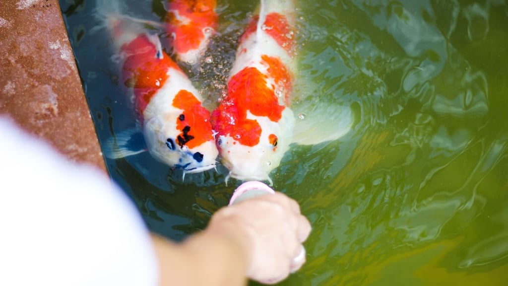Long term koi fish costs