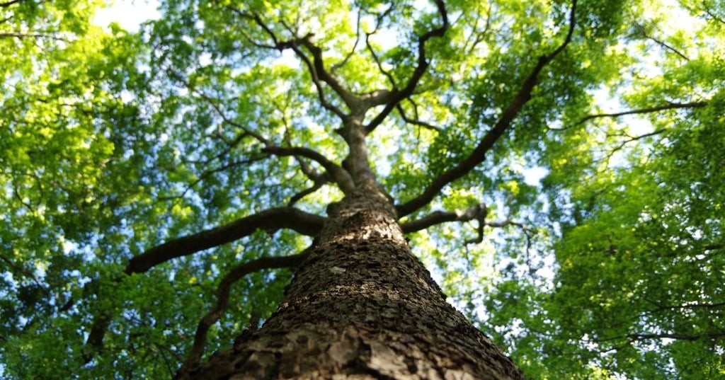 How to Choose the Fastest Growing Tree or Bush for Your Garden