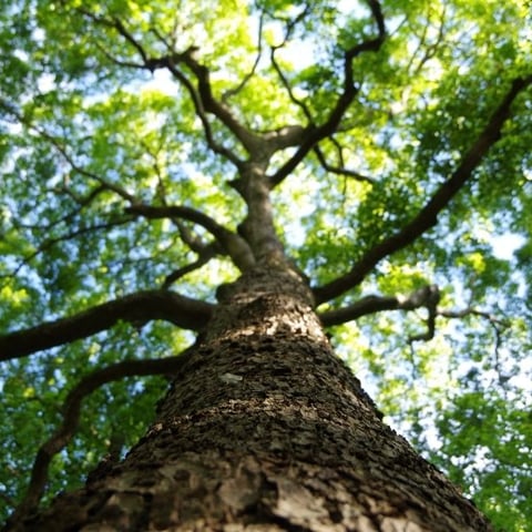 How to Choose the Fastest Growing Tree or Bush for Your Garden