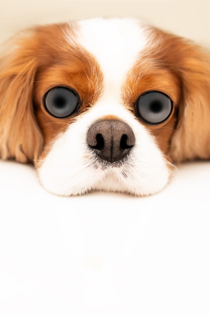 Cute Cavalier King Charles Spaniel