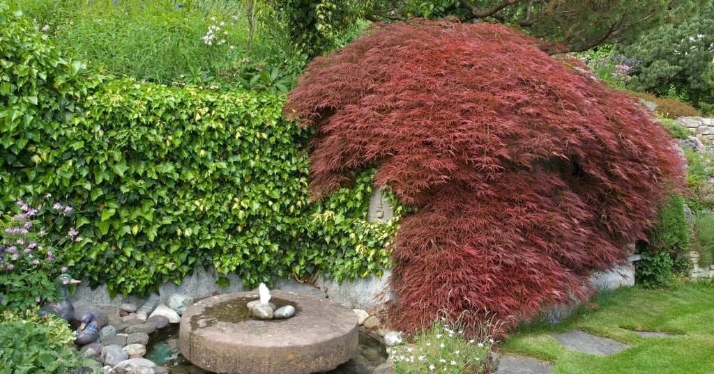 The Japanese Maple &ndash; A Tree with Beautiful Foliage