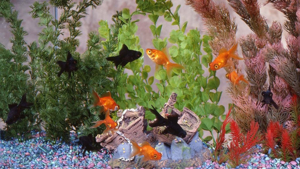 Bring Your Fish Tank Vision to Life