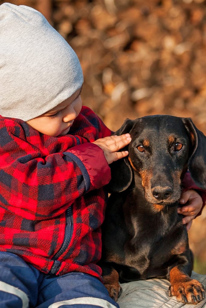 Dachshund Dog With Child
