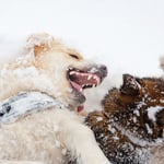 Why Does My Golden Retriever Attack Other Dogs