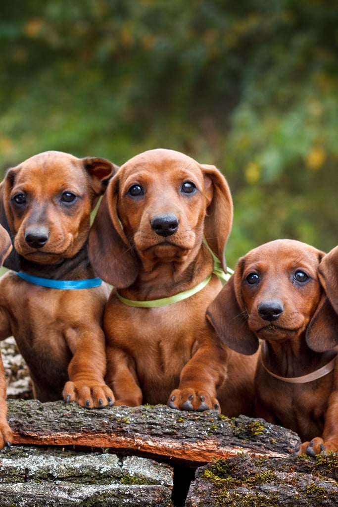 Dachshund Dogs