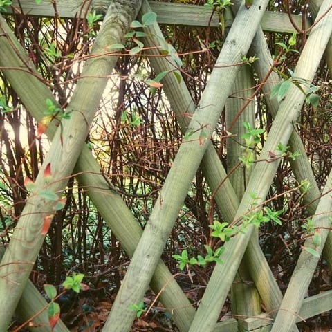 How to Make a Cheap Lattice Fence