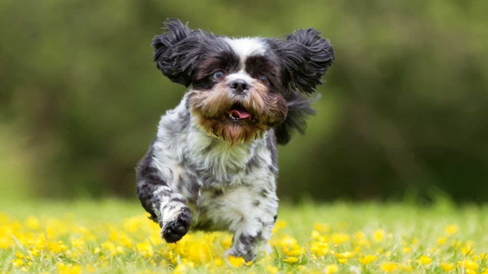 Cute Havanese Puppy Running
