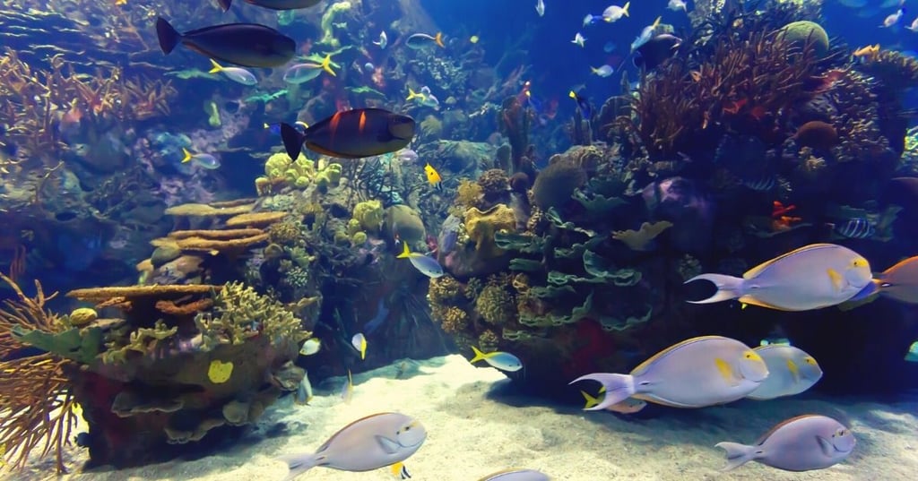 How to choose the suitable filtration and lighting for your aquarium