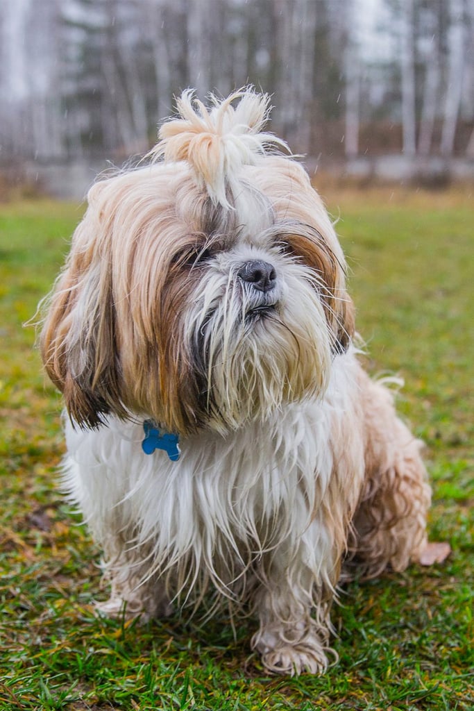 Shih Tzu Puppy Haircuts