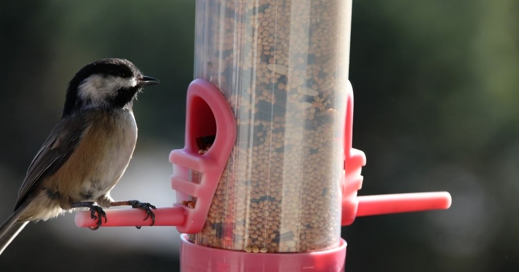 What types of birds like feed in their birdhouse