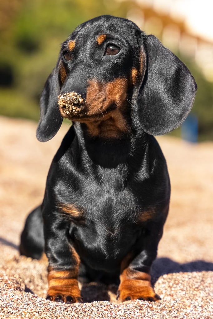 Dachshund Puppies Funny At The Beach