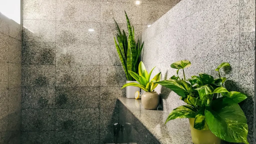 bathroom plants