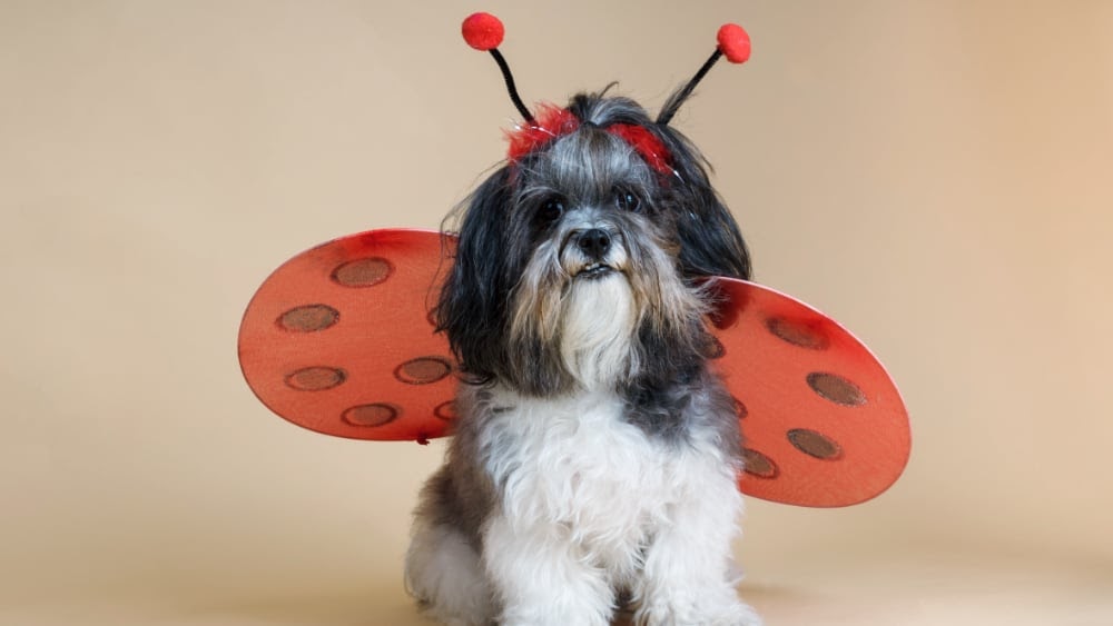 Funny Havanese Puppies