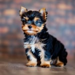 Teacup Yorkshire Terrier Puppy