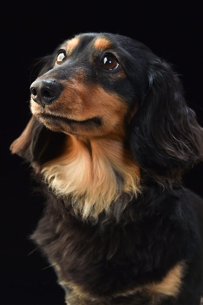 Cute Dachshund Dpg