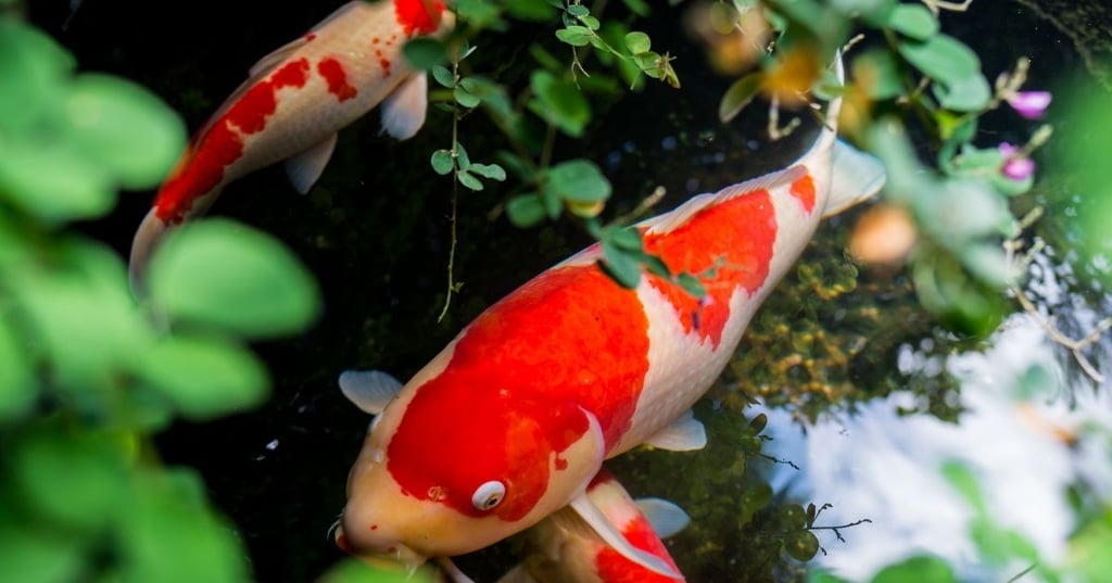 The Initial Investment Required to Set Up a Koi Pond