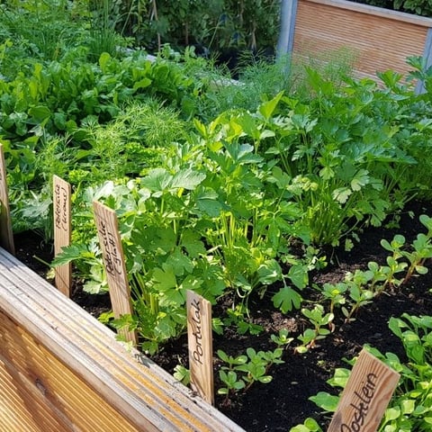 What Goes on the Bottom of a Raised Garden Bed