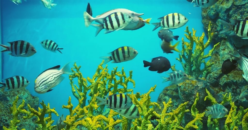 Enjoy your new living room fish tank