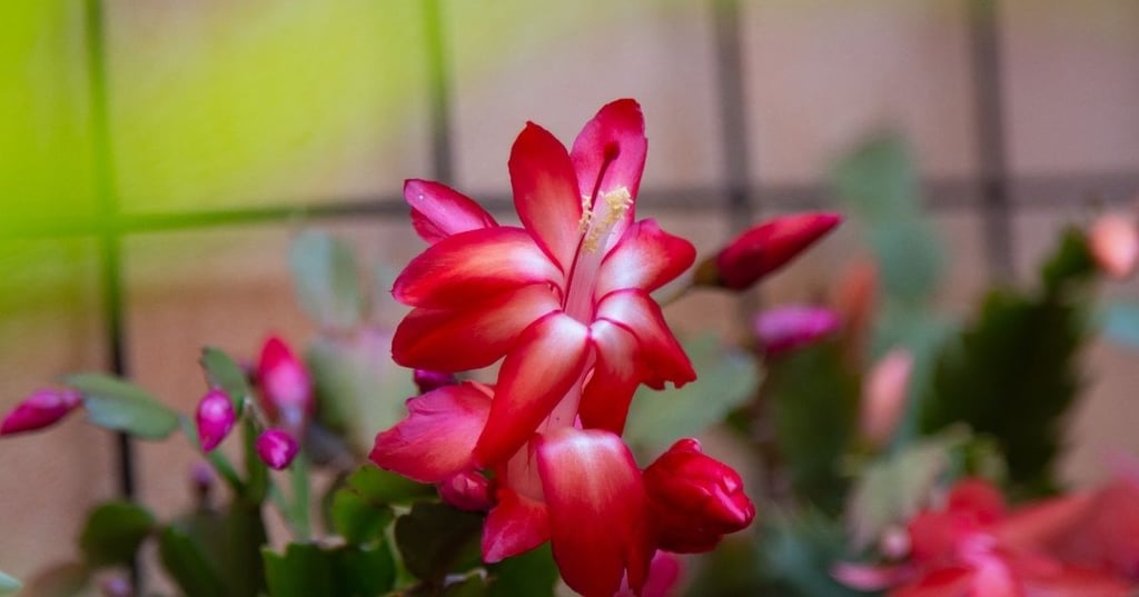 Christmas Cactus Care