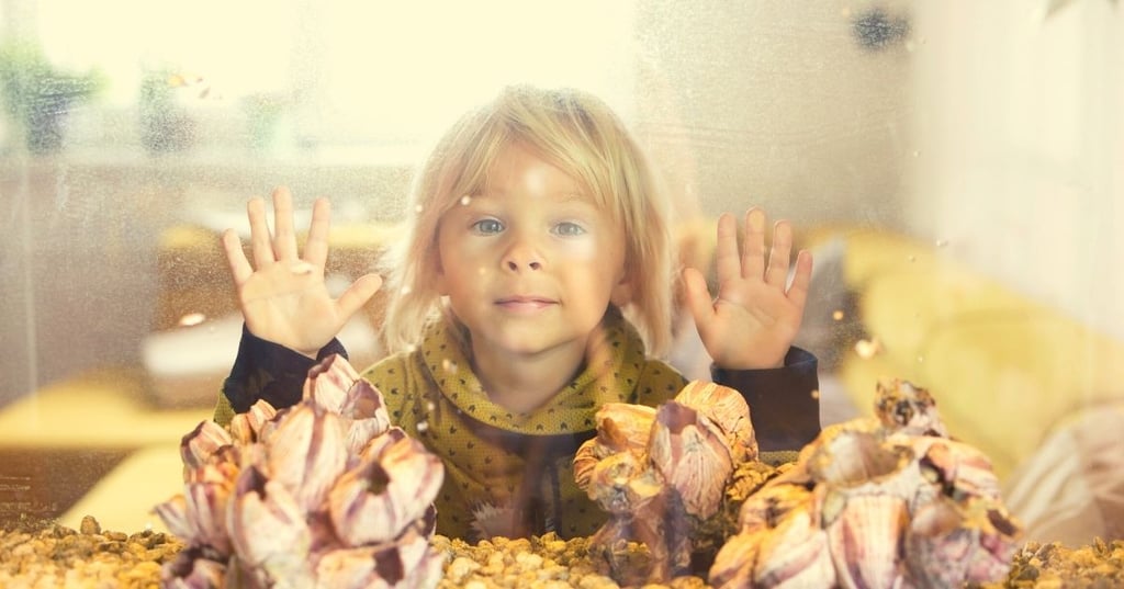 Get Creative with Your Fish Tank Decorations