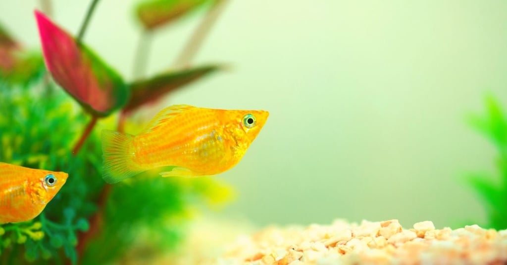 You can put a fish tank in a wall