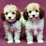 miniature poodles