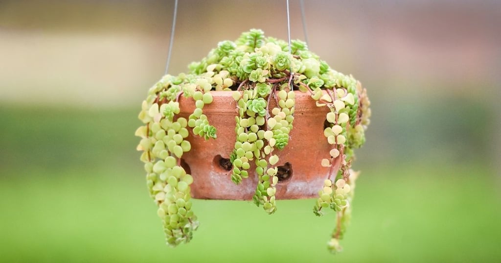 The best hanging plants