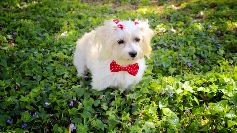 Funny Havanese Puppy with Bowtie