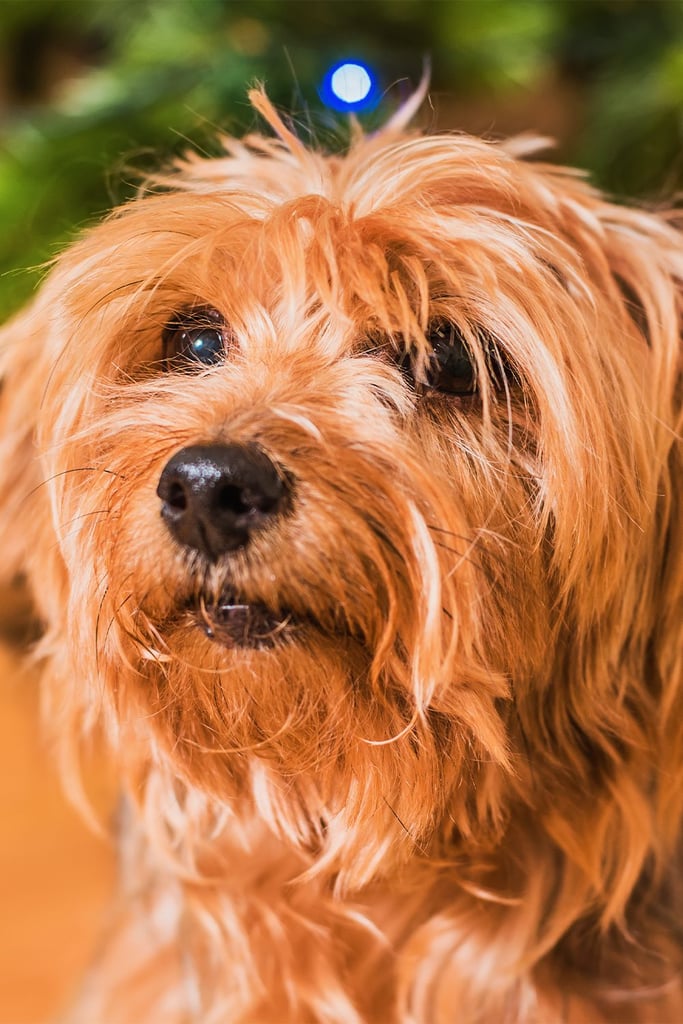 Yorkshire Terrier Ungroomed