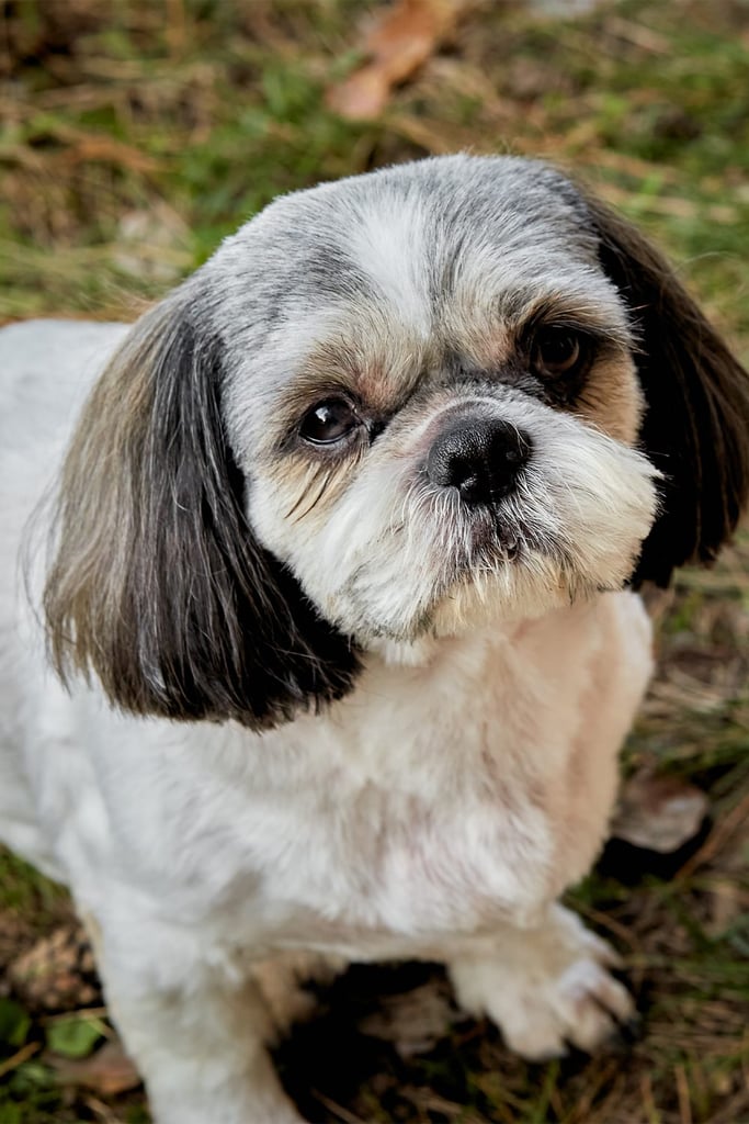 Adult Shih Tzu Dog