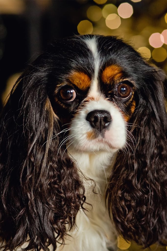 Black Cavalier King Charles Spaniel