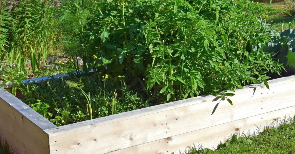 The Perfect Height for Raised Garden Beds
